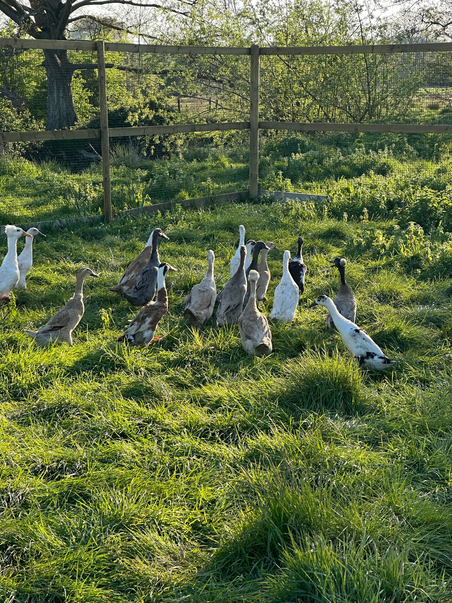 Indian Runner Duck hatching eggs