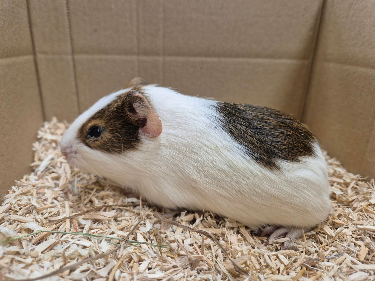 Female Guinea pigs