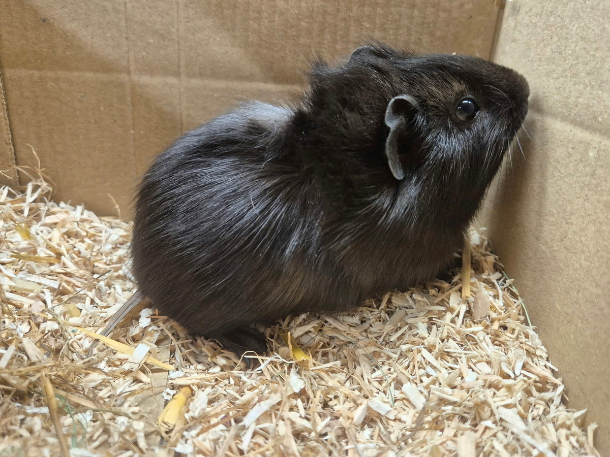 Female Guinea pigs