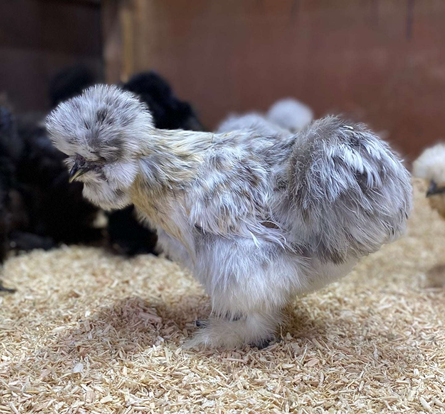 6 x USA silkie bantams hatching eggs