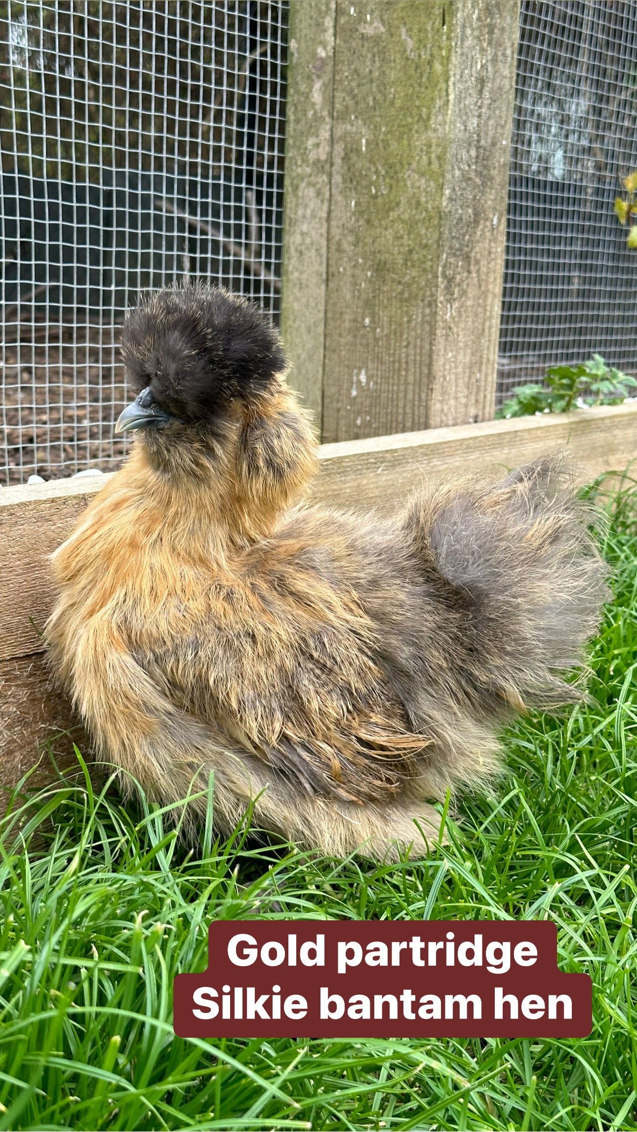 Silkie bantam hens