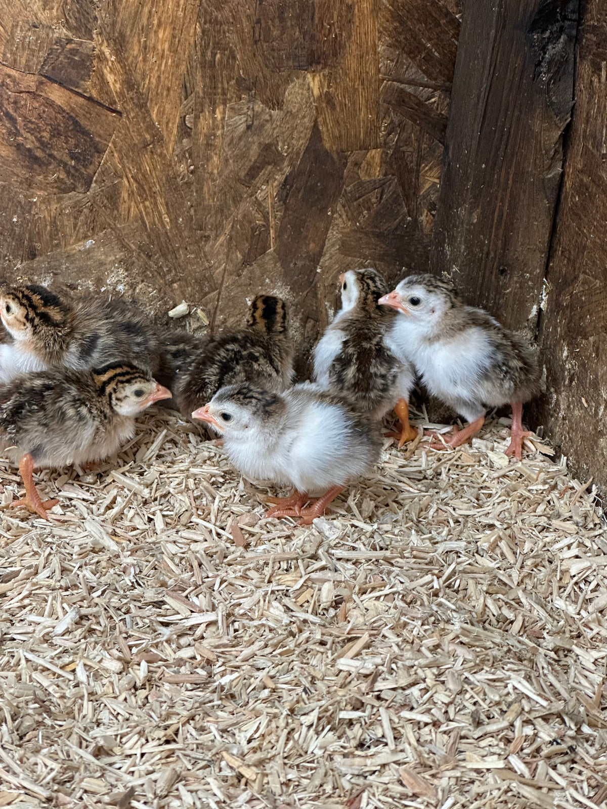 Pied guinea fowl keets
