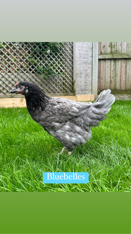 Bluebell hen