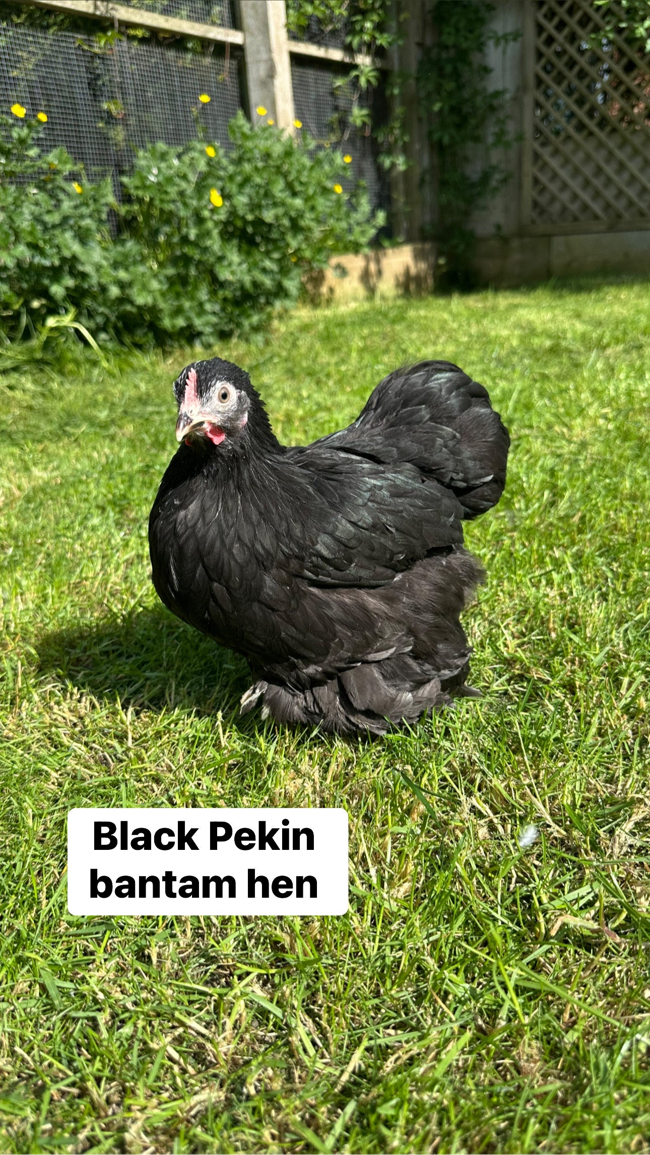 Pekin bantam hens