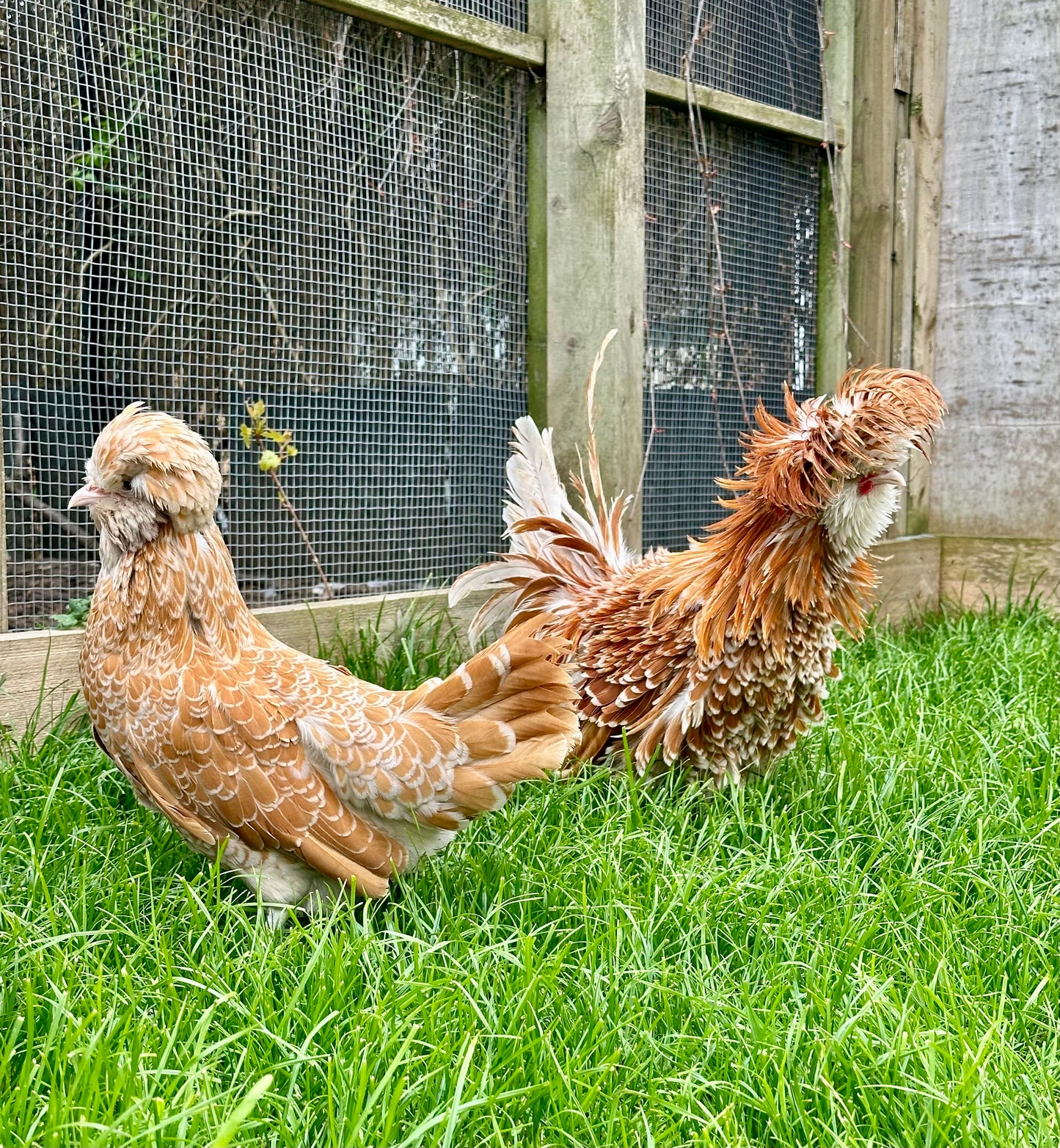 Frizzle chamois polish bantam hatching eggs x 6