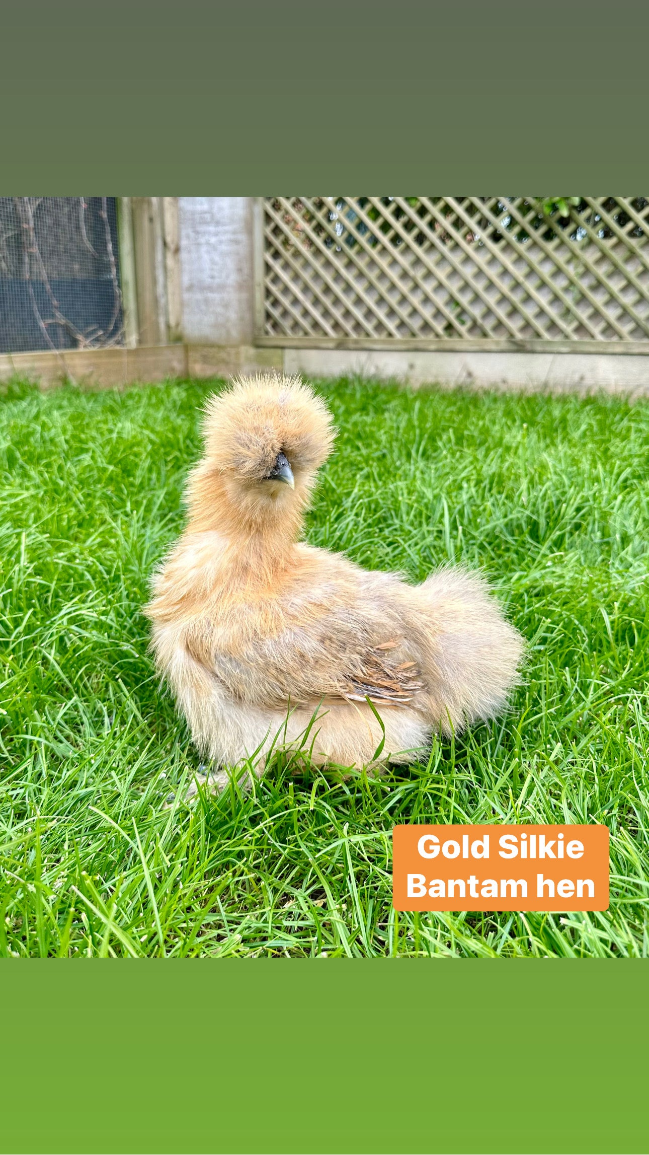 Silkie bantam hens