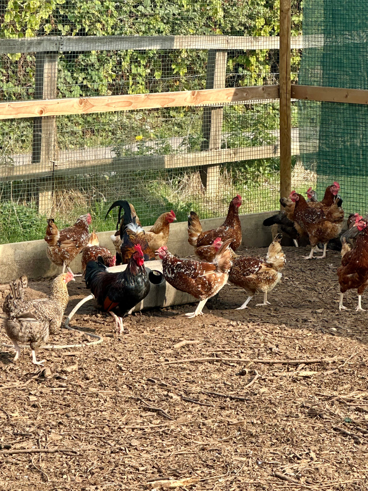 Tutti frutti/Rainbow hybrid hatching eggs