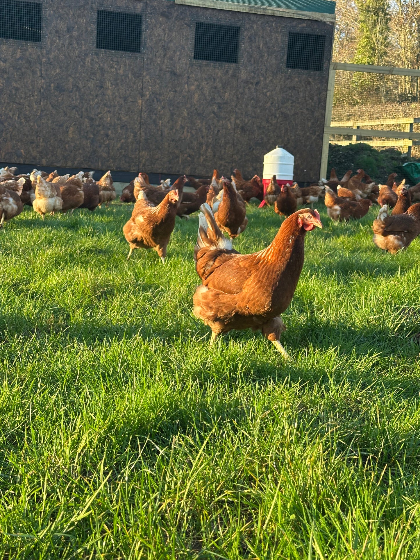 Goldline hens