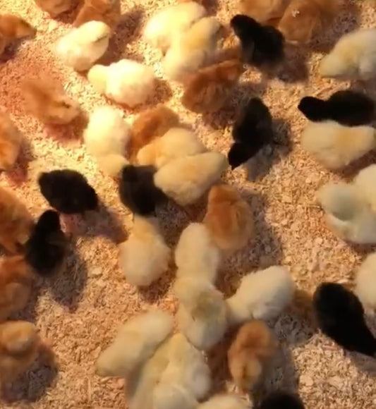 Day old female hybrid chicks