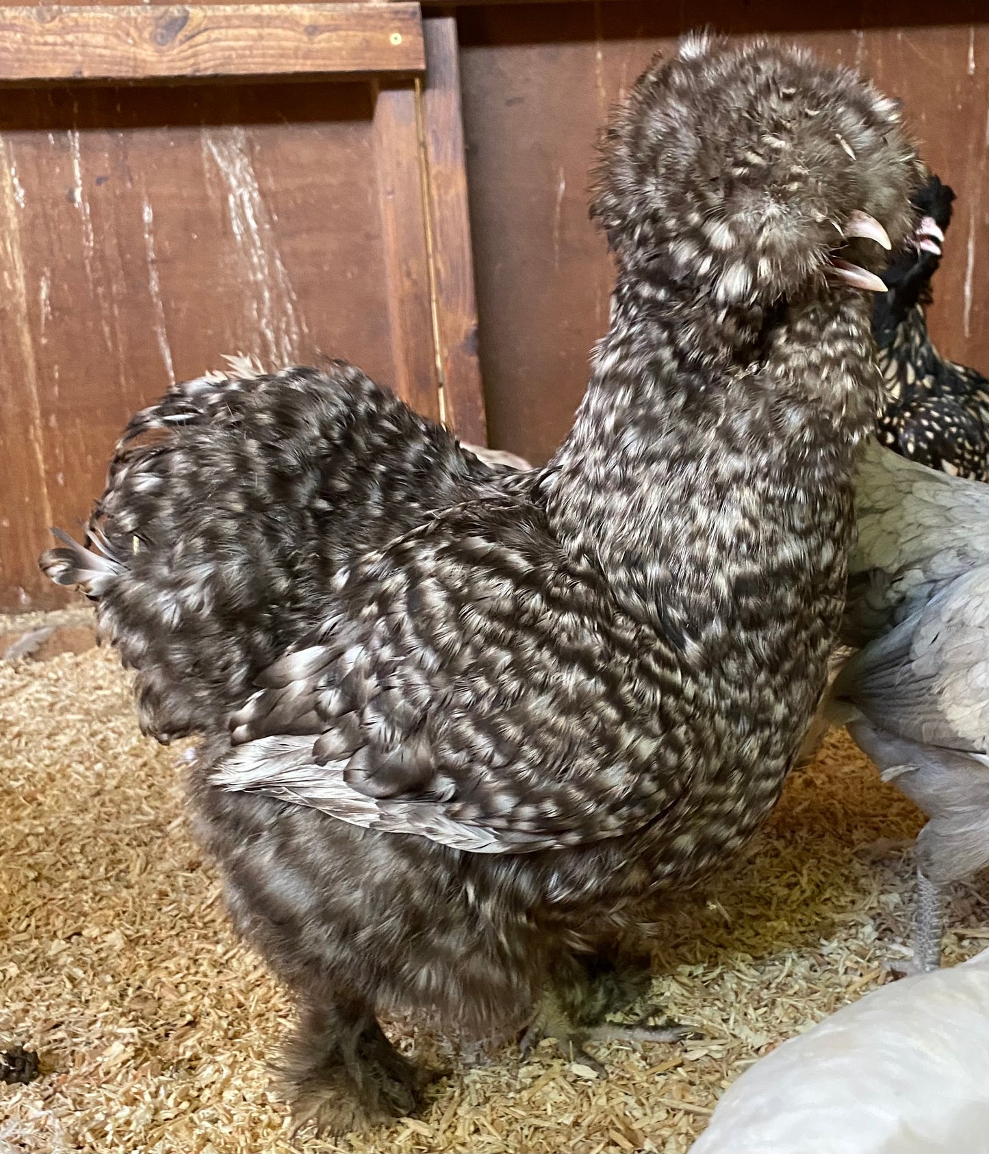 6 x USA silkie bantams hatching eggs