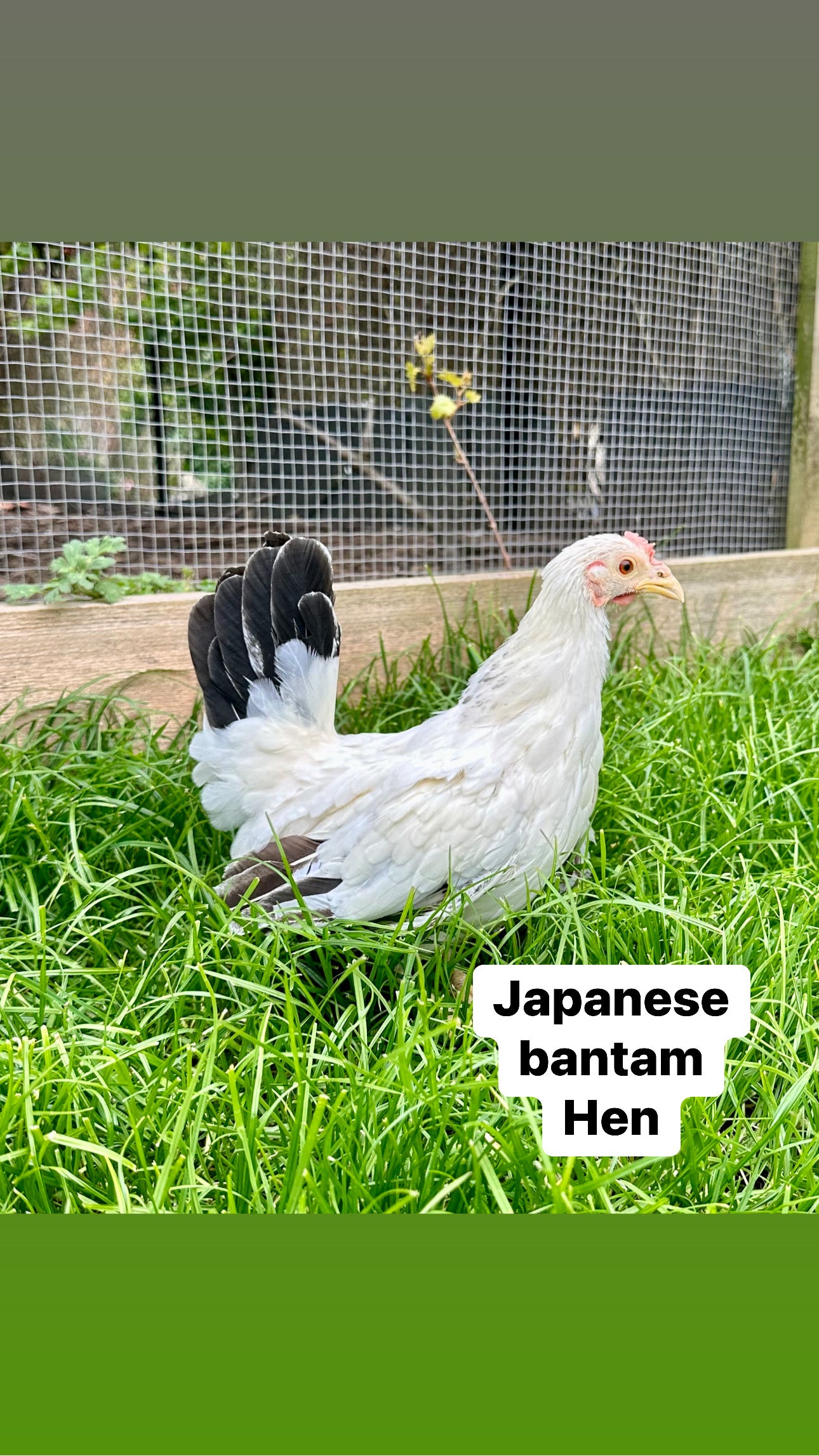 Japanese bantam hens