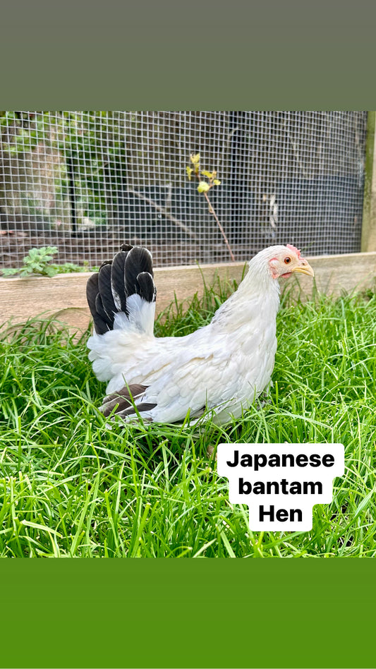 Japanese bantam hens