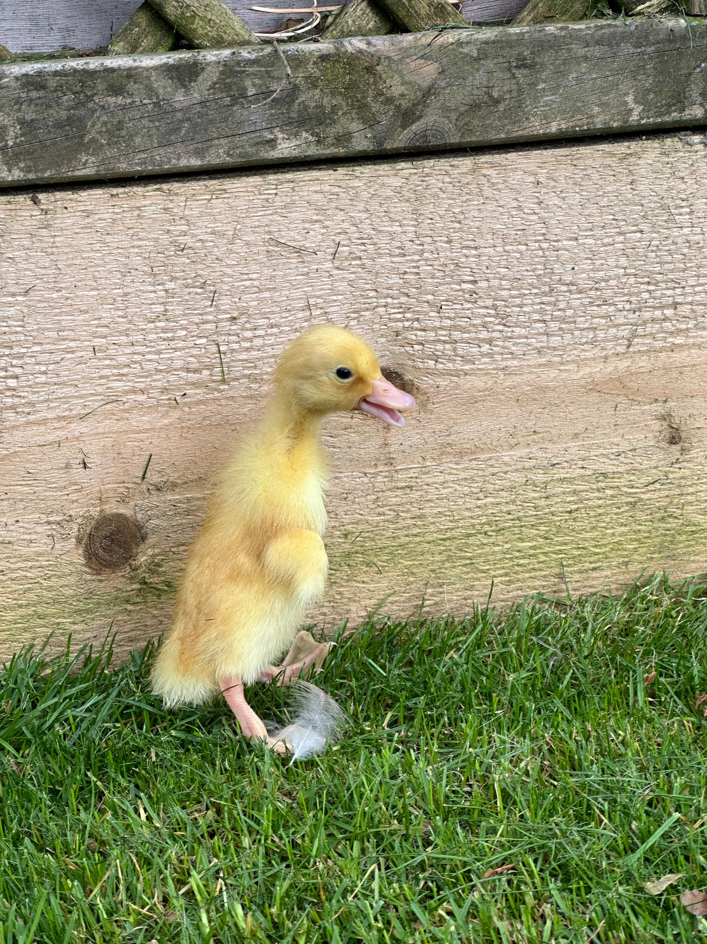 Female Indian runner ducklings