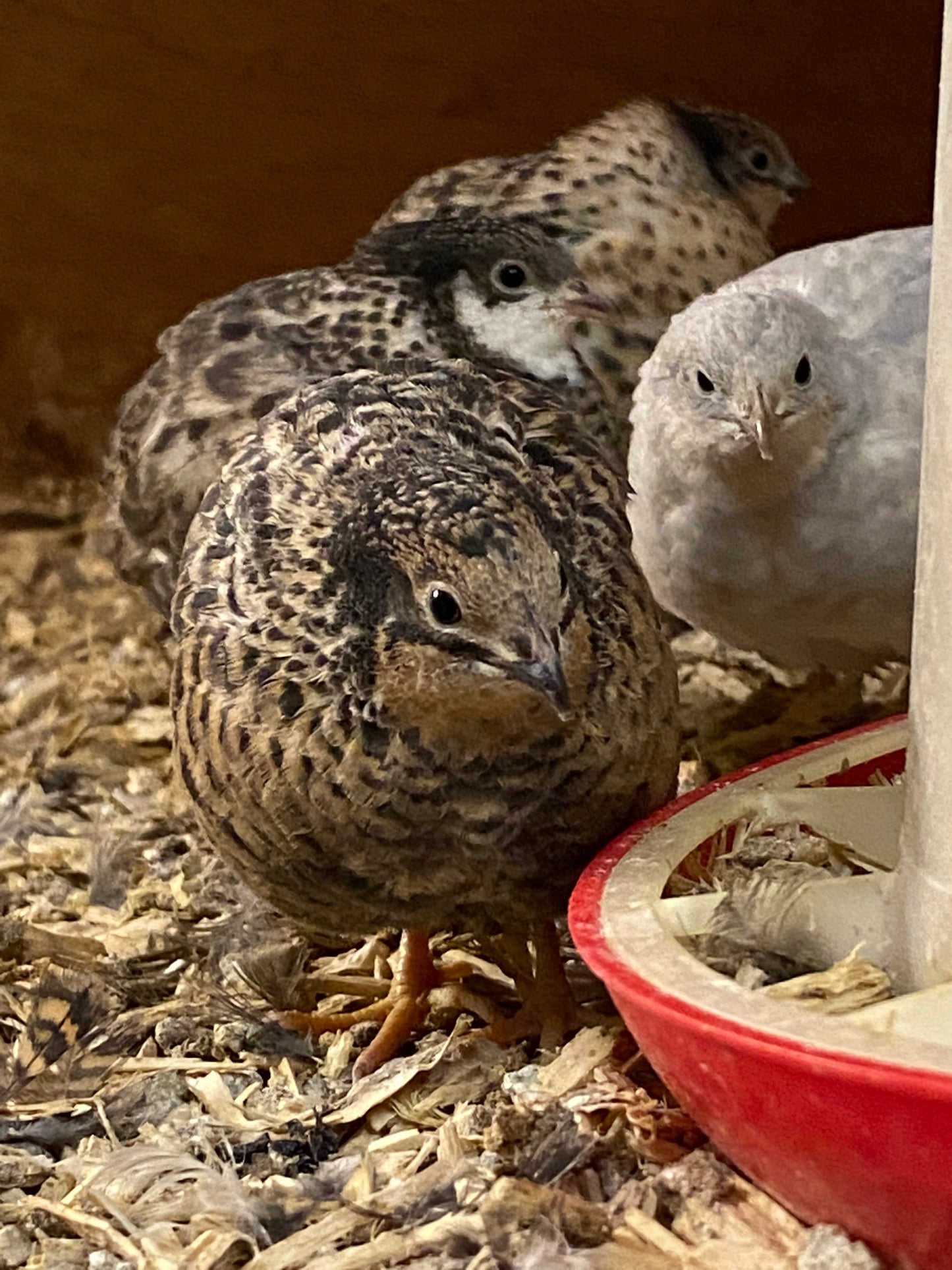 Chinese painted quail