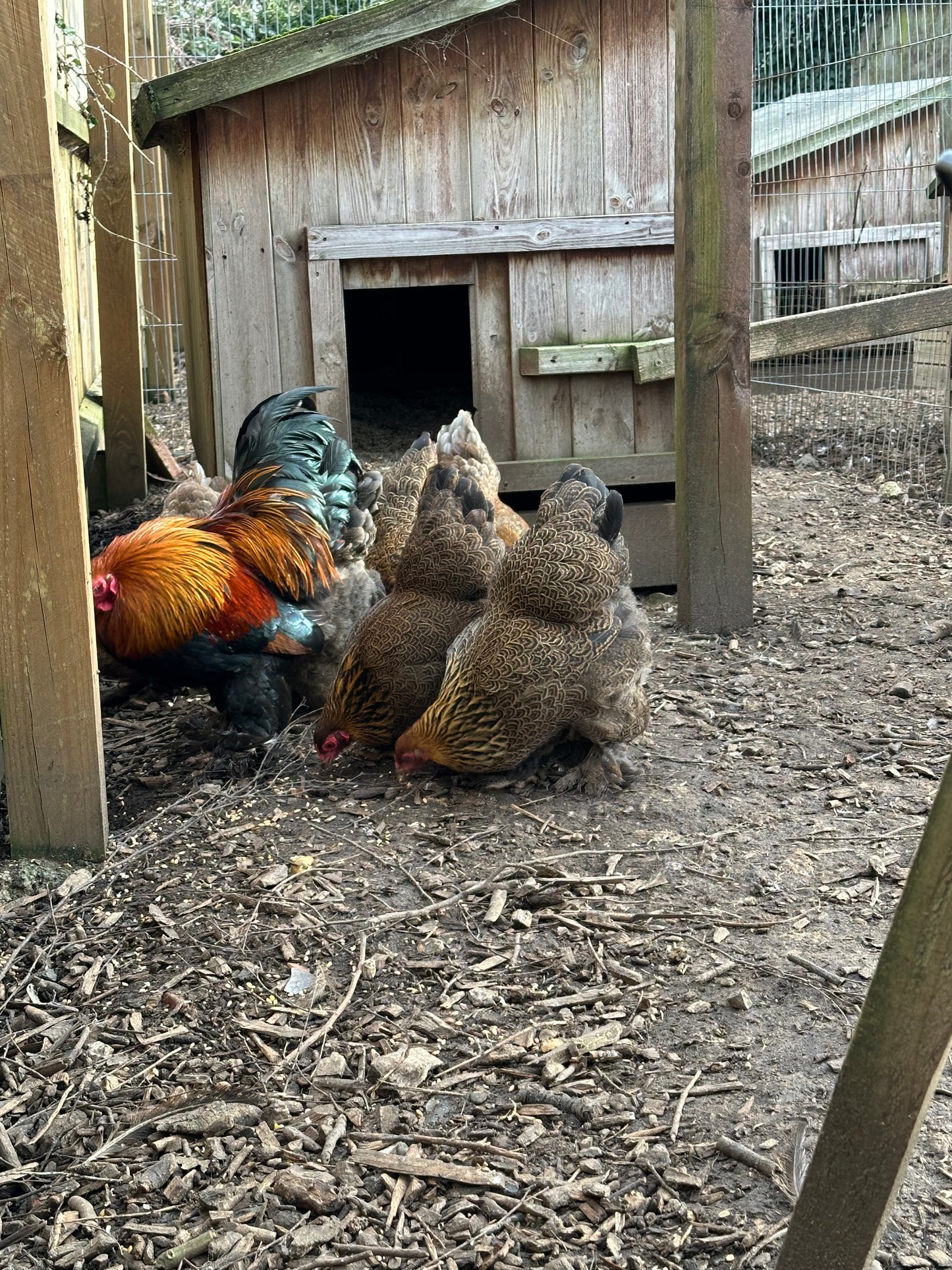 6 x gold/blue partridge Brahma bantam hatching eggs