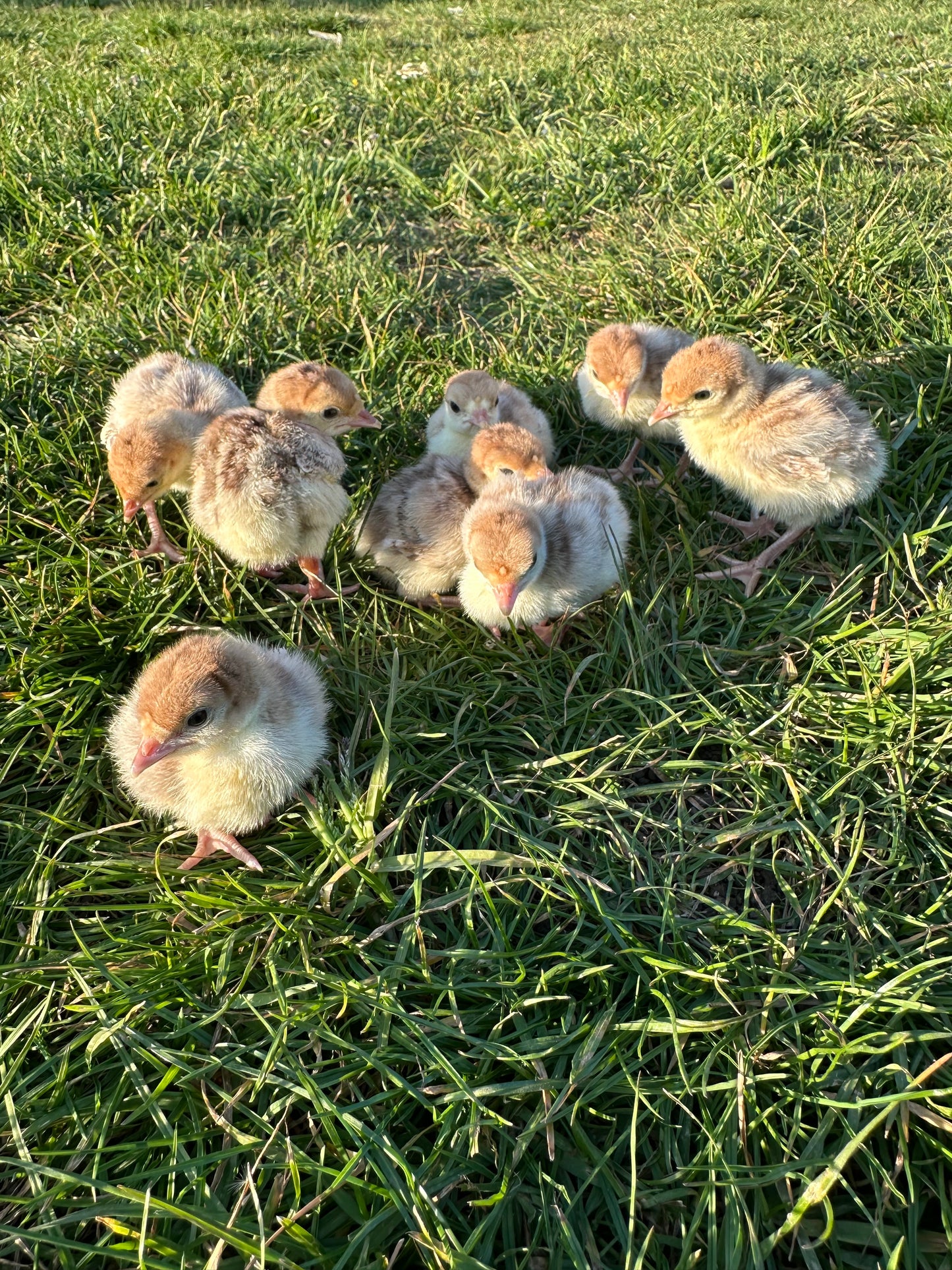 Bourbon red turkey poults