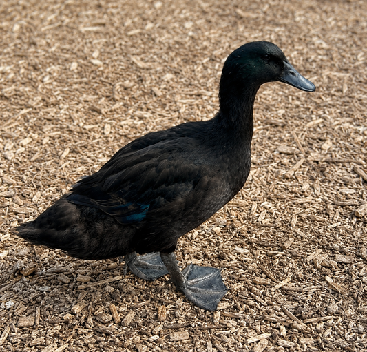 Cayuga ducks