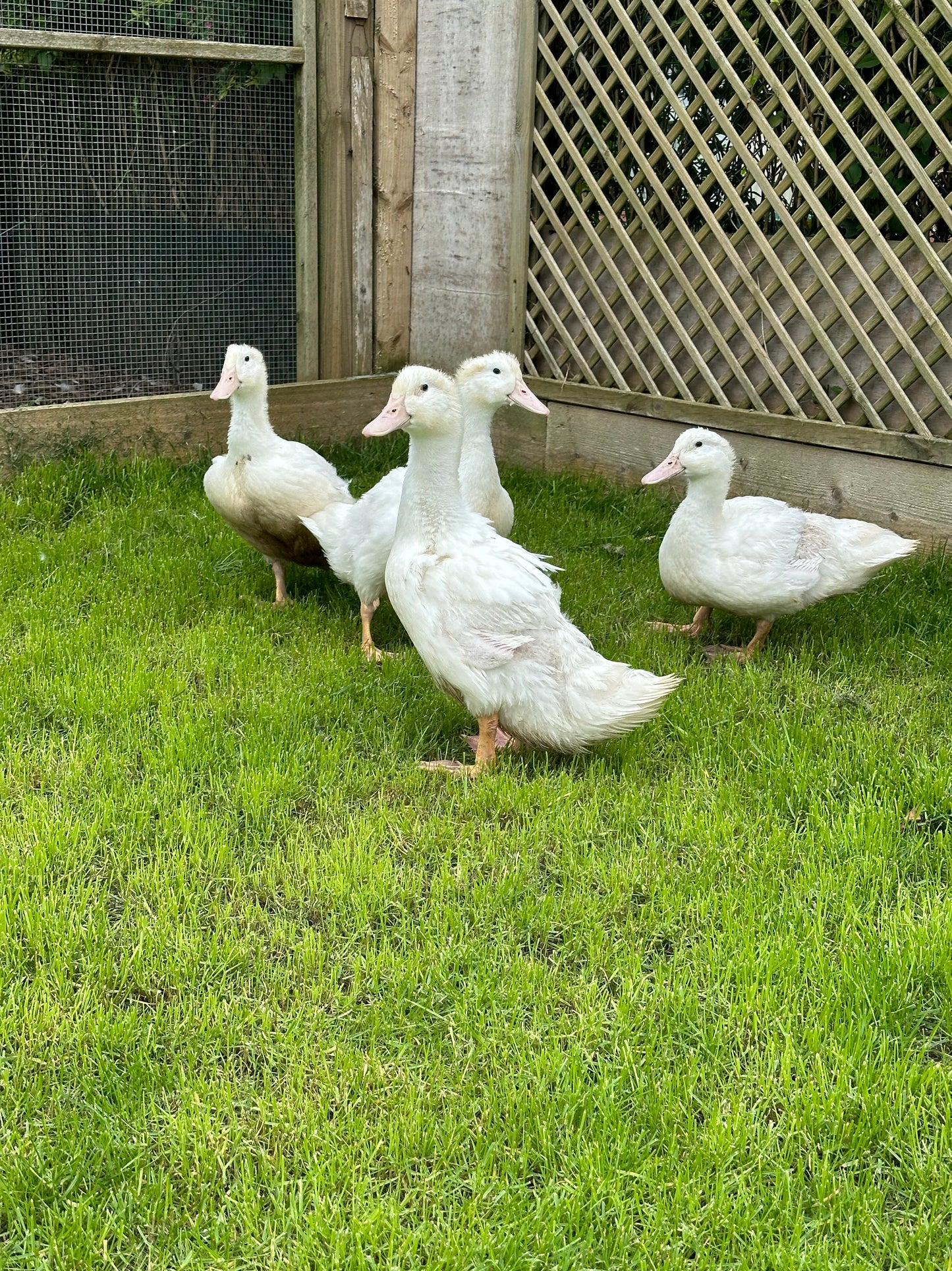 Point of lay Ducks