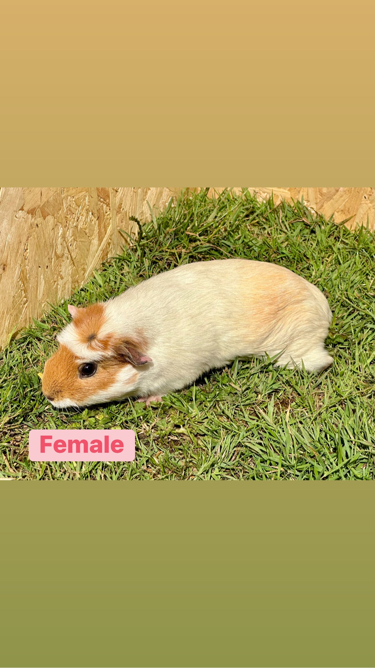 Female Guinea pigs