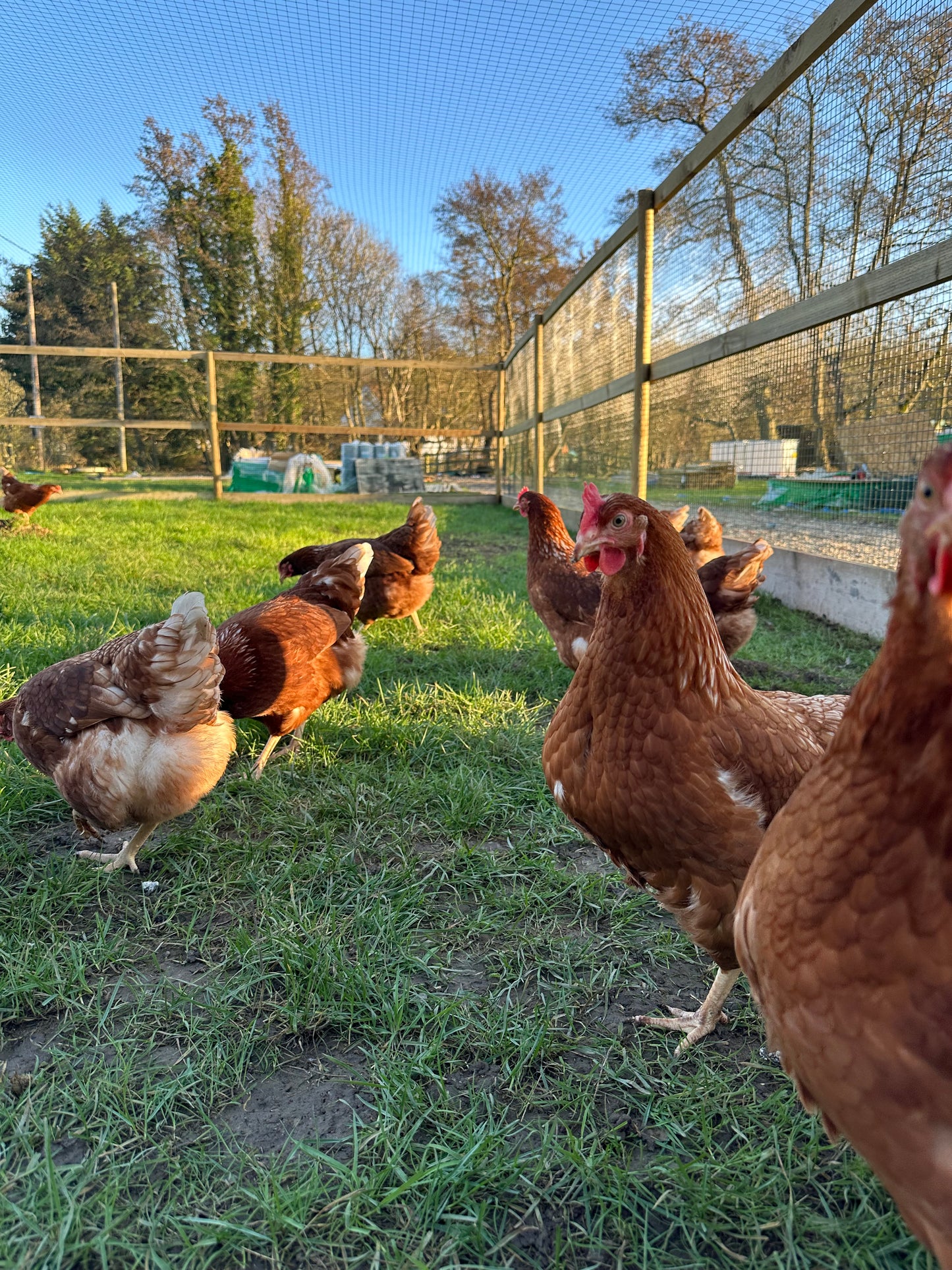 Goldline hens