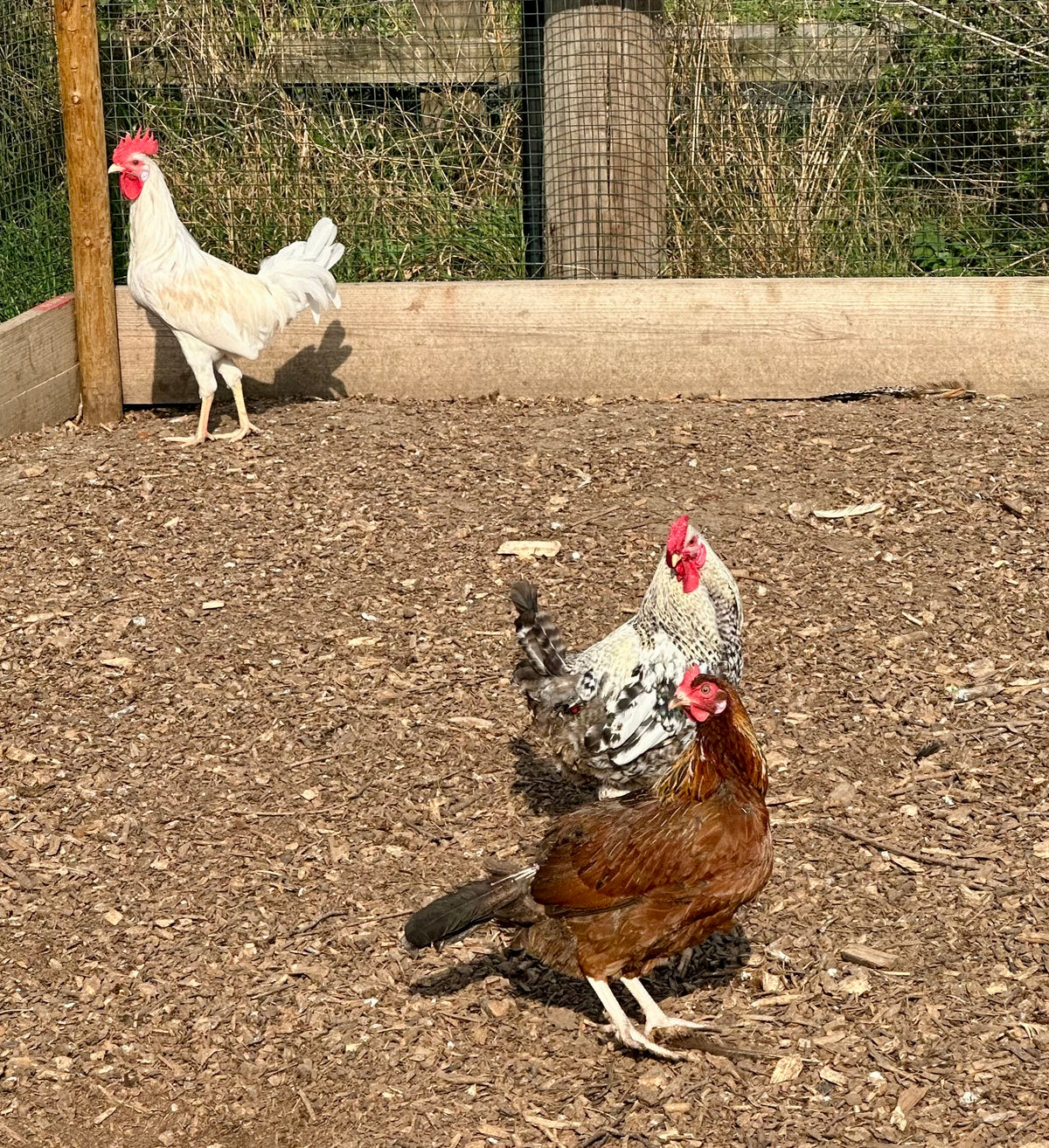 Tutti frutti/Rainbow hybrid hatching eggs
