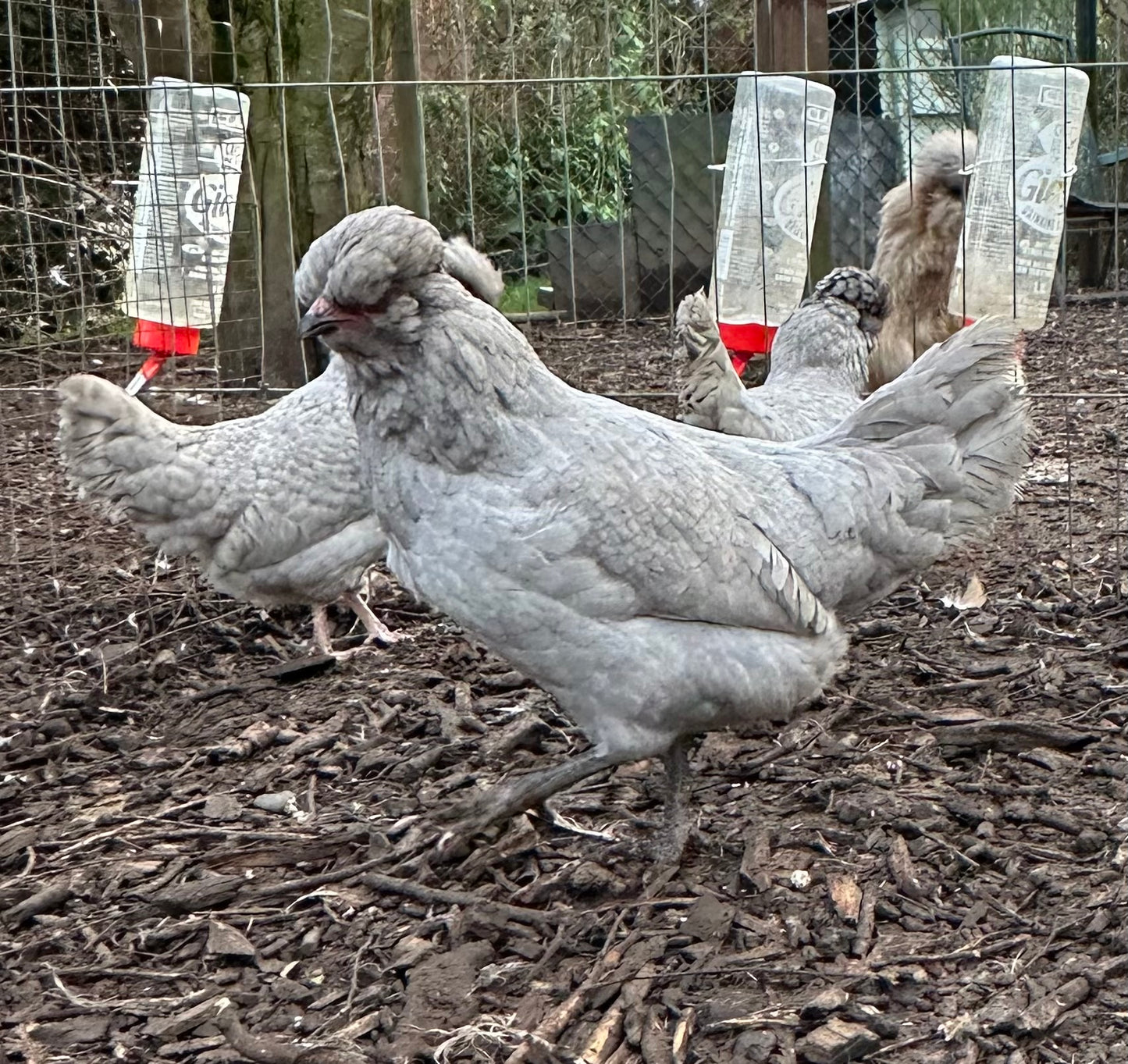 Lavender/Lavender cuckoo Araucana bantam hatching eggs