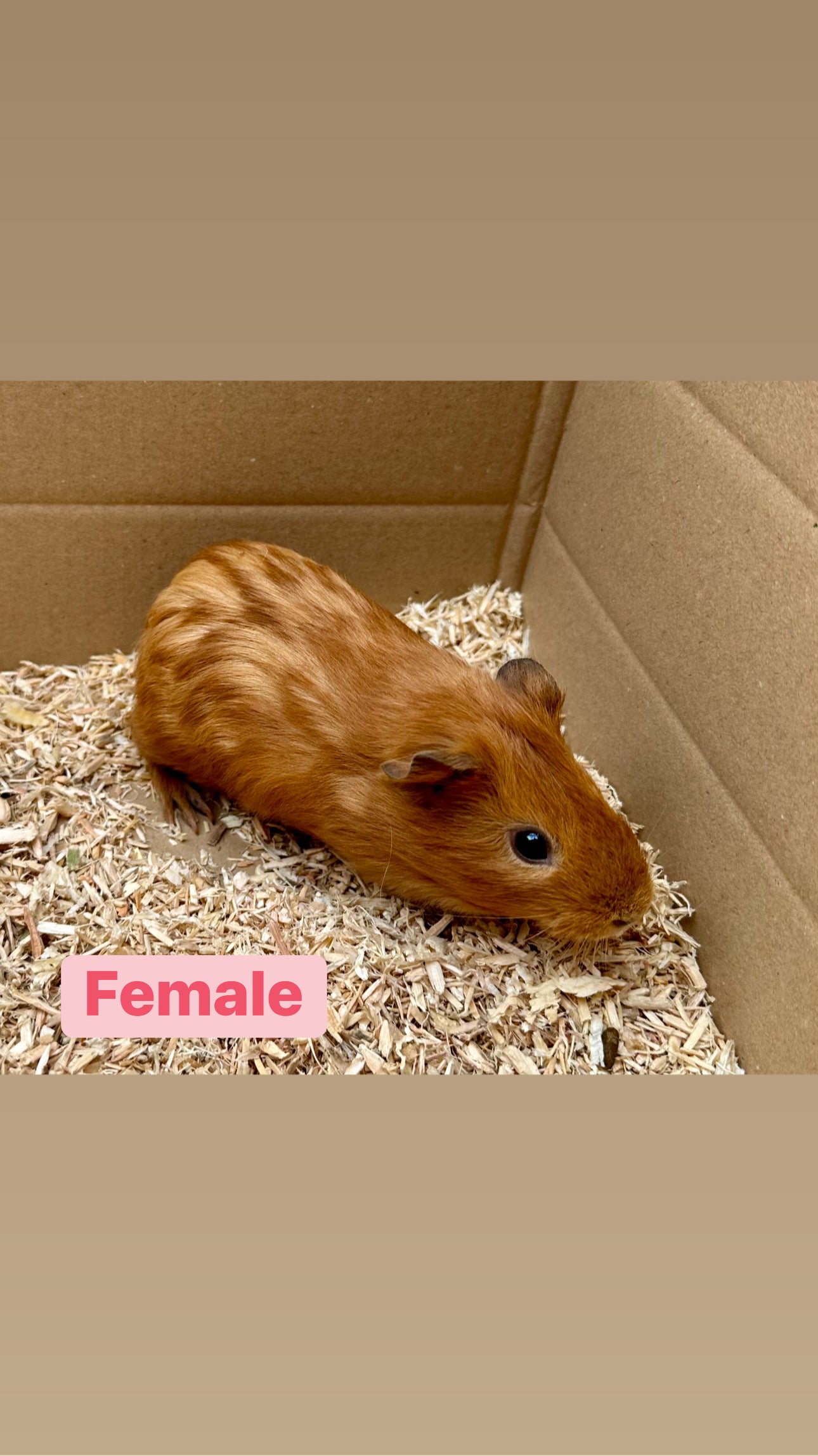 Female Guinea pigs
