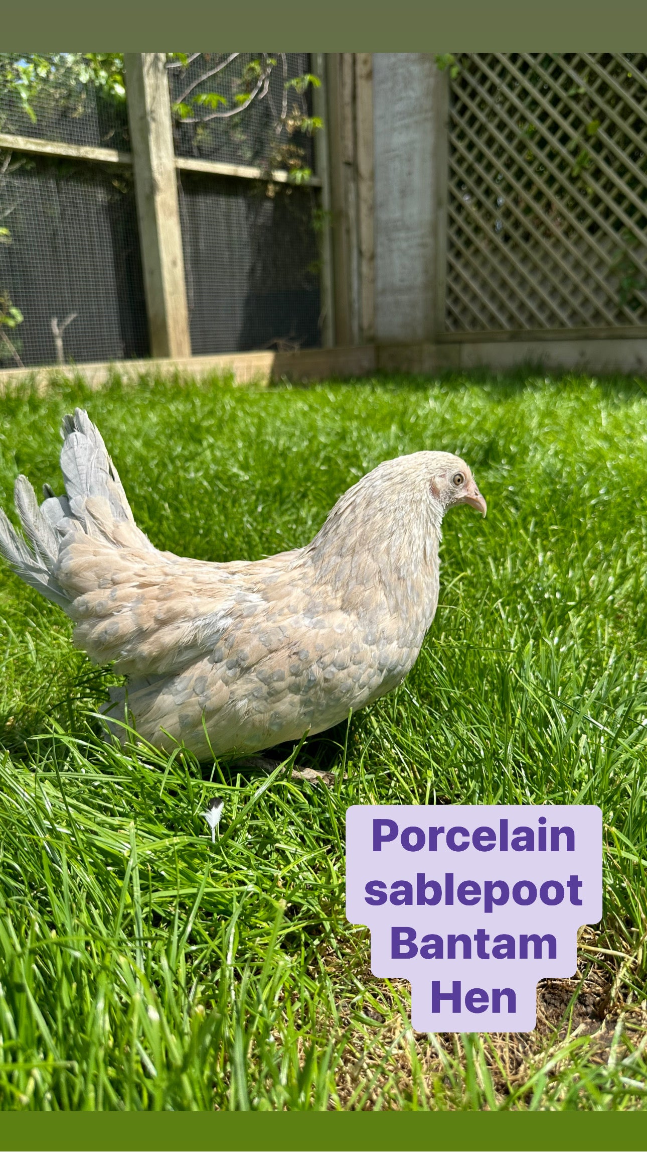Sablepoot bantam hen