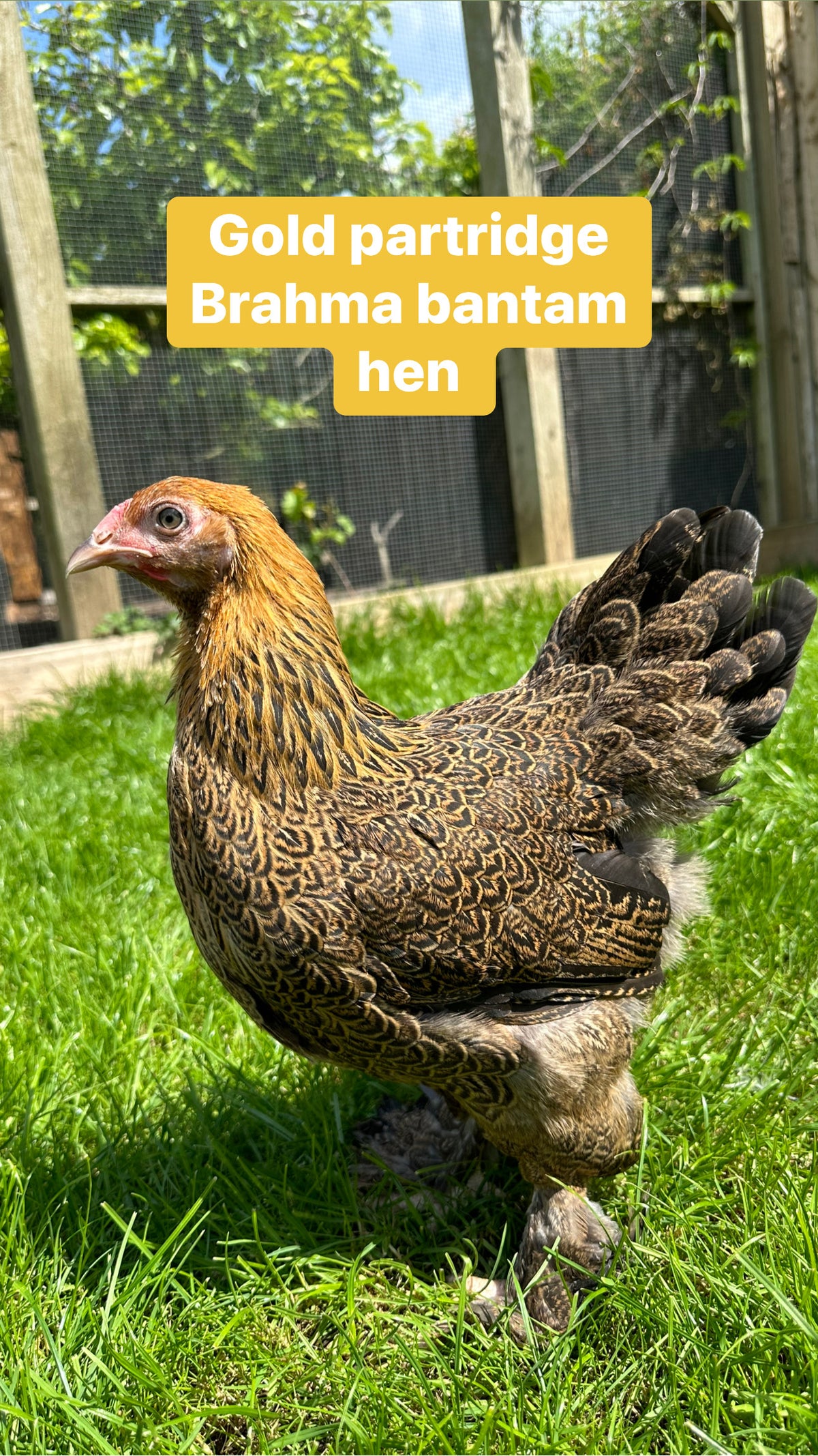 Brahma bantam hens