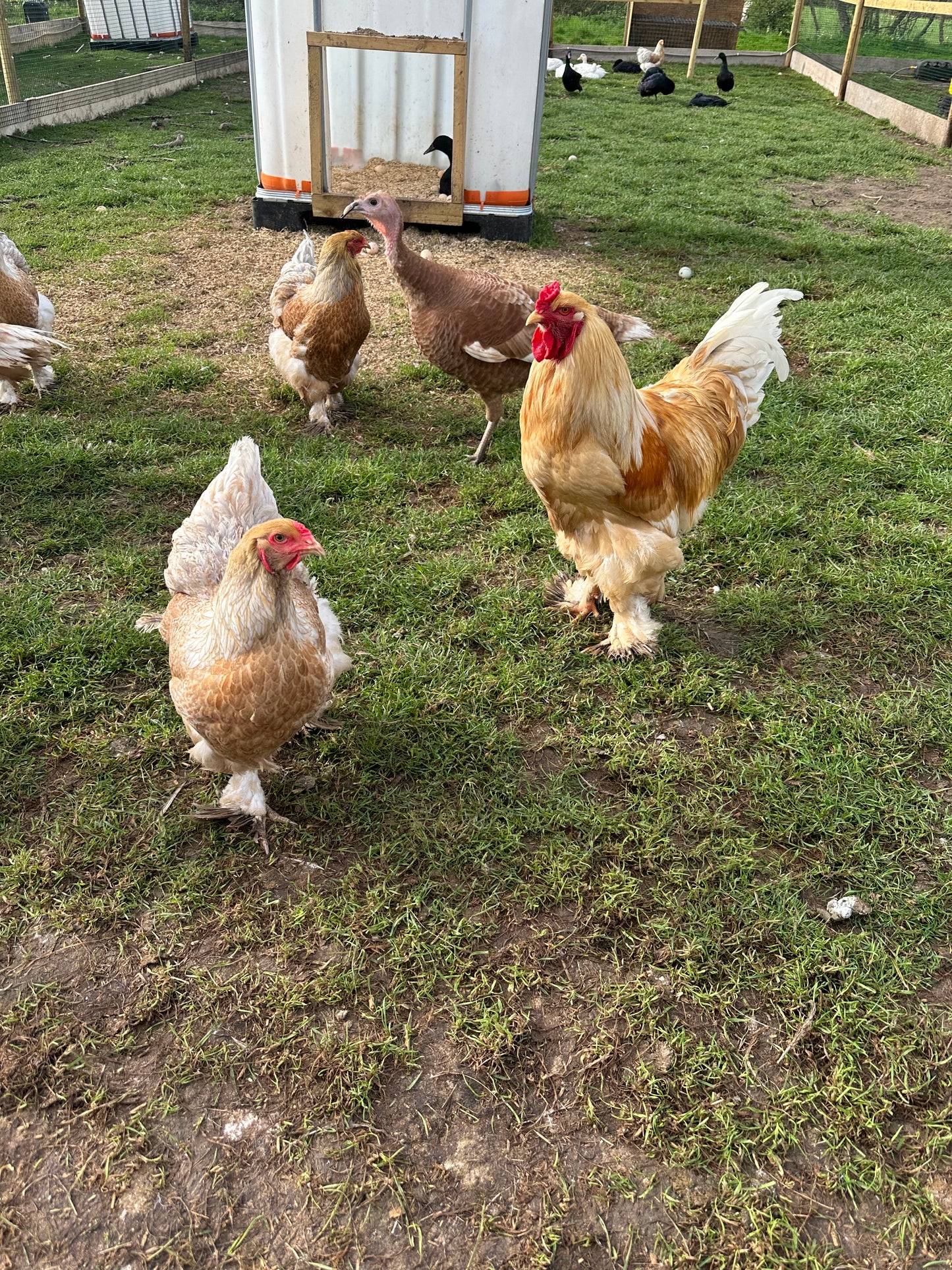 Red/Lemon Pyle Brahma hatching eggs