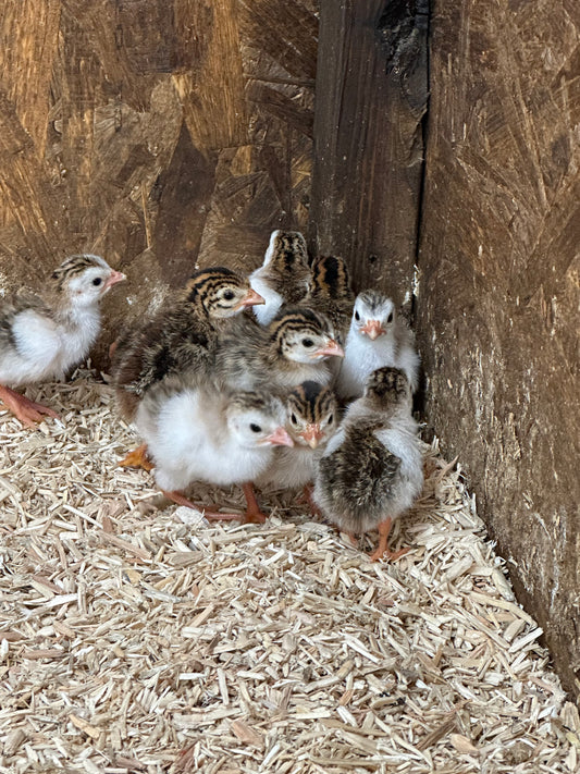 Guinea fowl keets