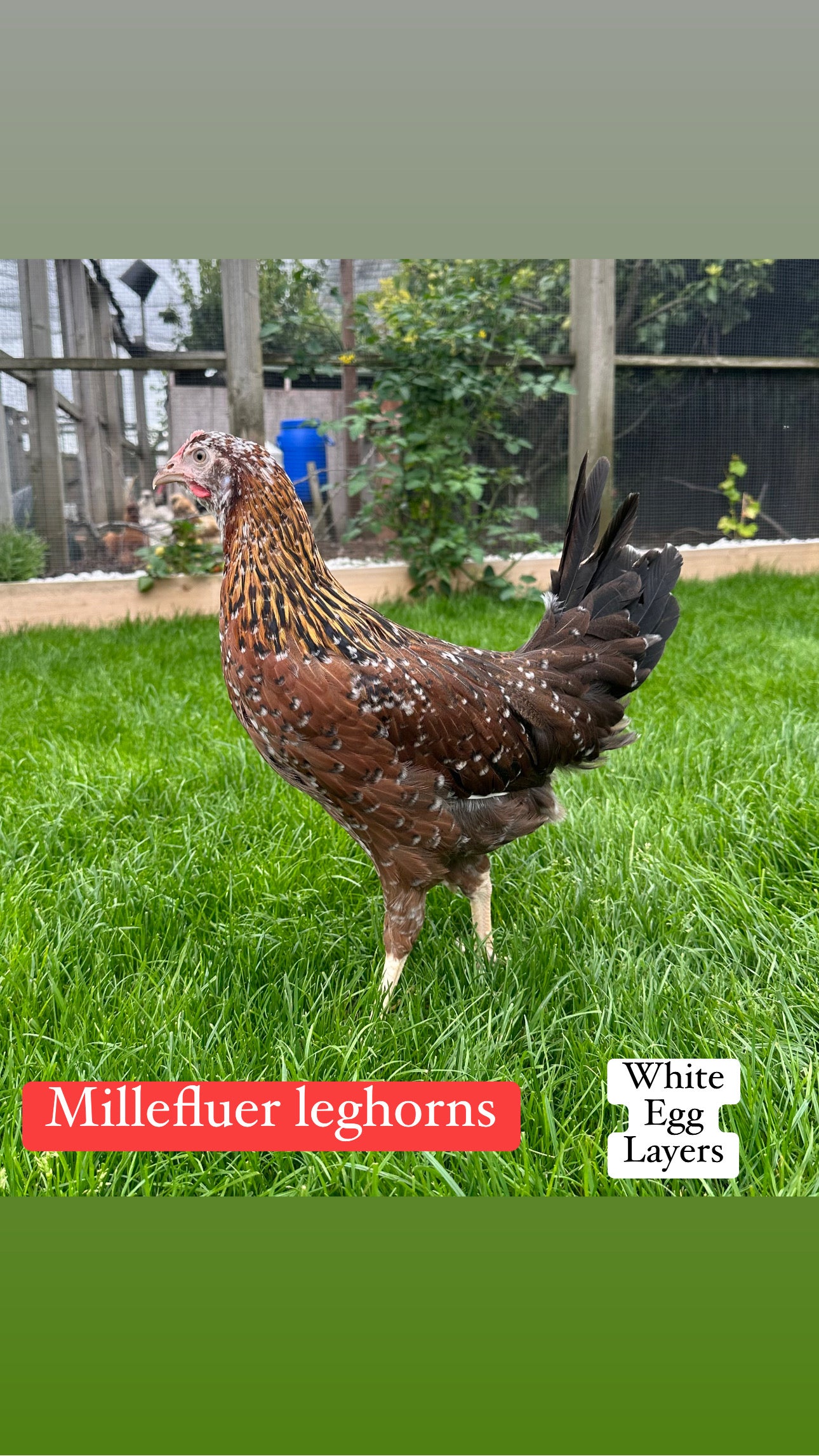 Millefluer leghorn hen