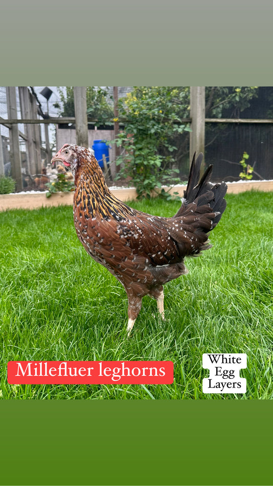 Millefluer leghorn hen