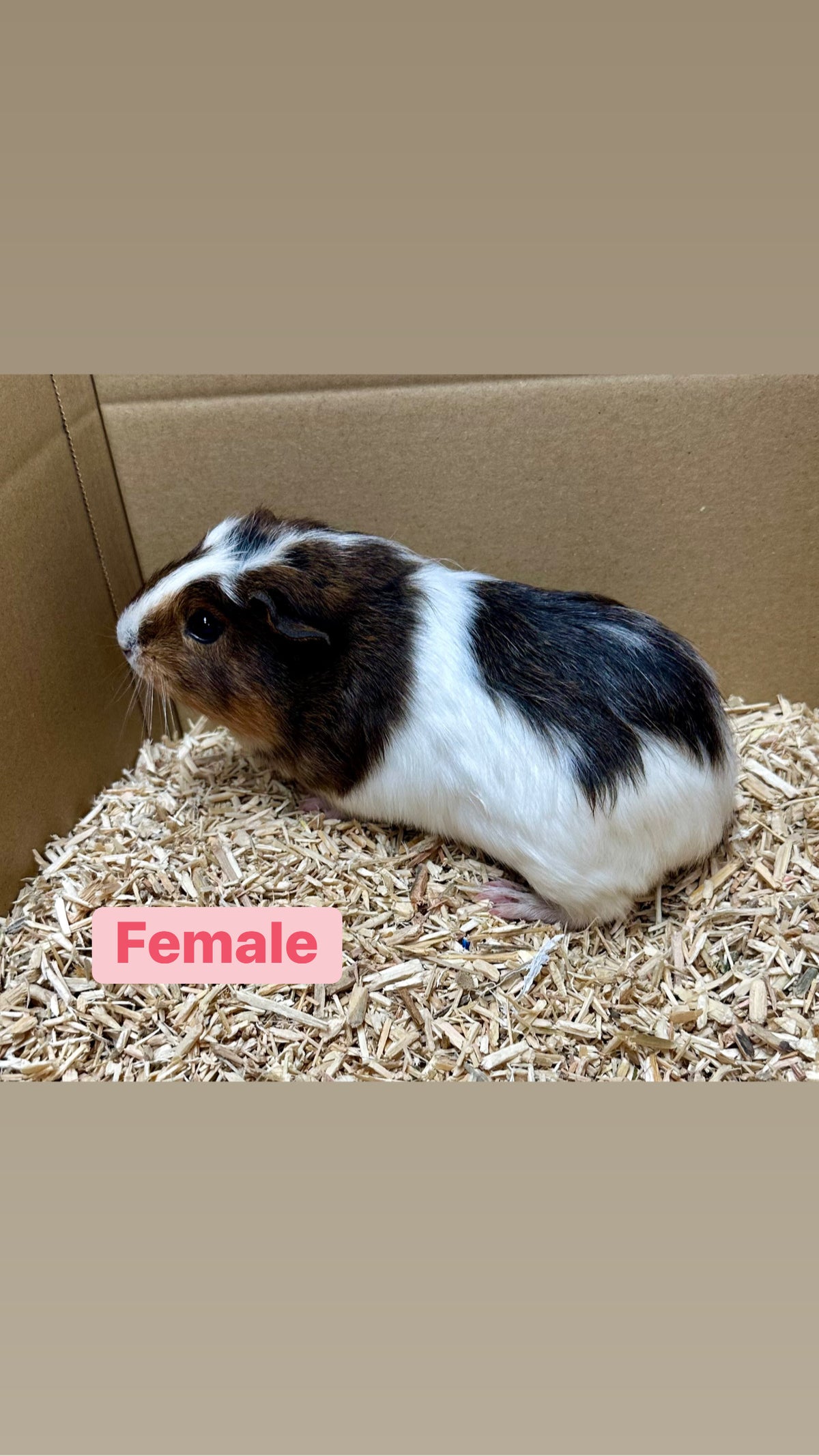 Female Guinea pigs