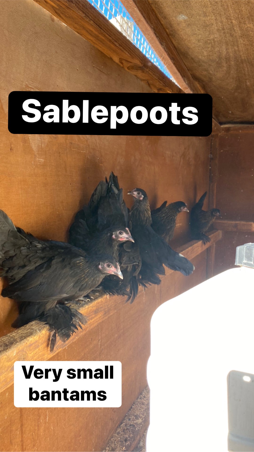 Sablepoot bantam hen