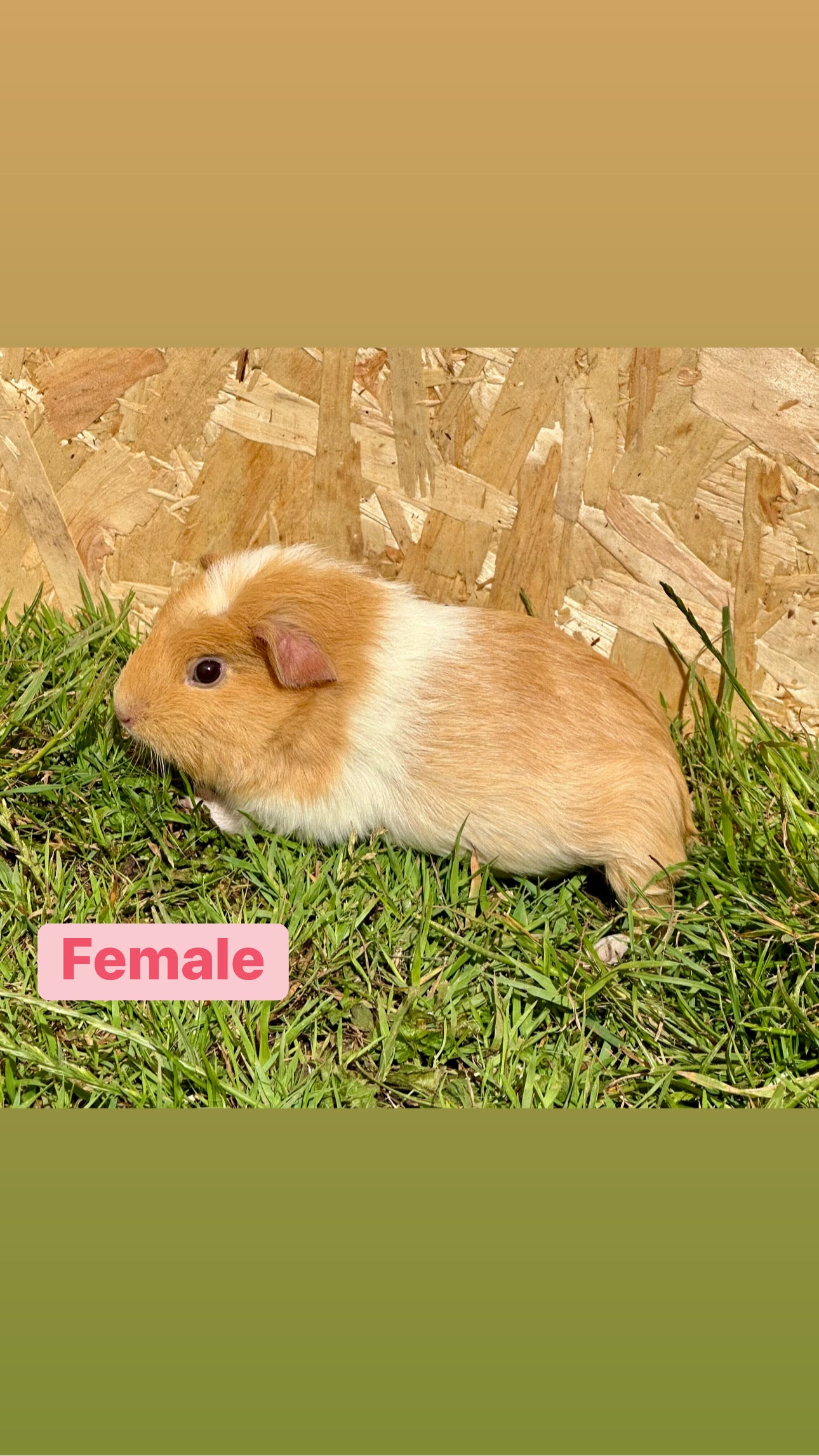 Female Guinea pigs