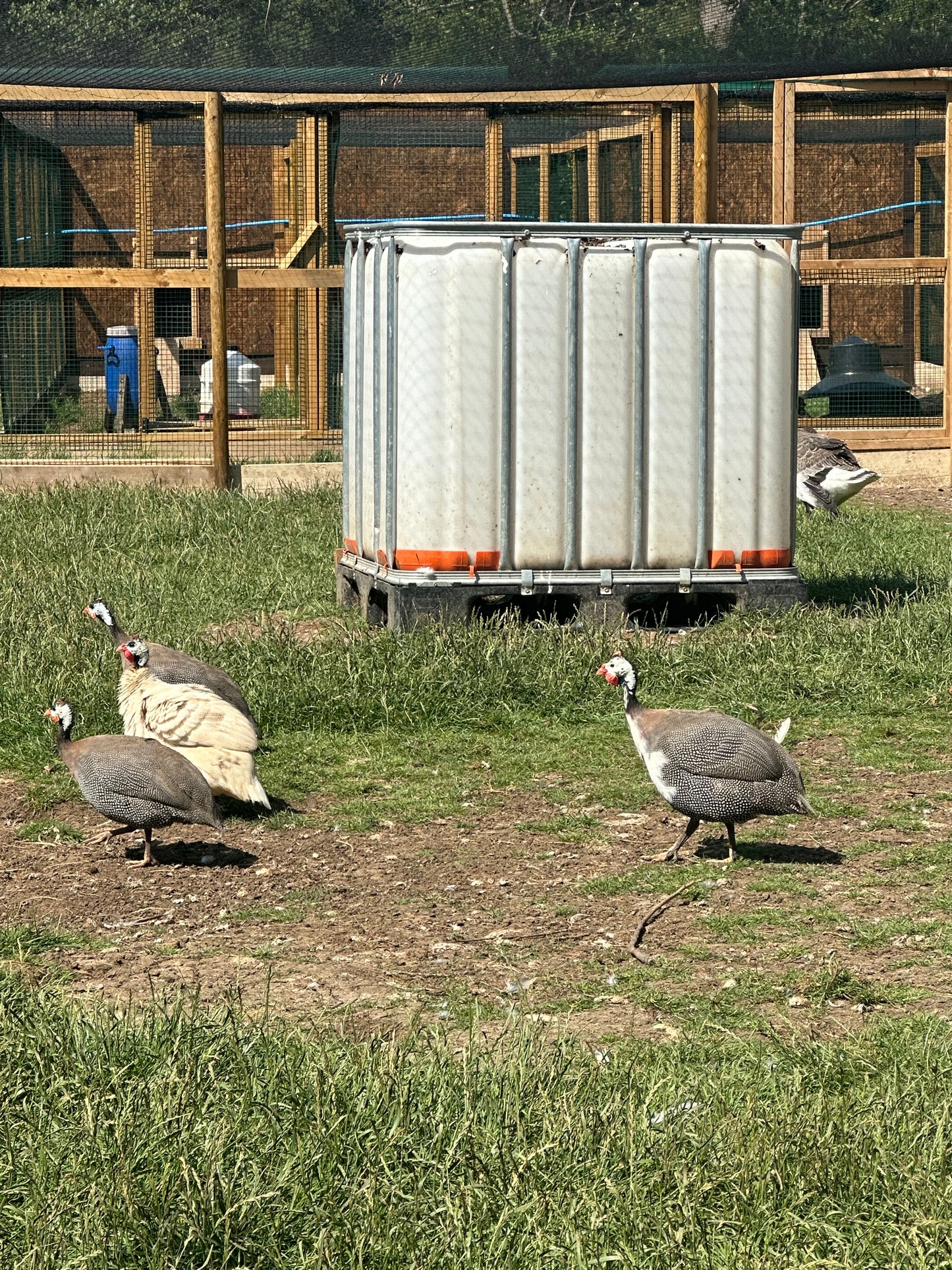 Guinea fowl hatching eggs