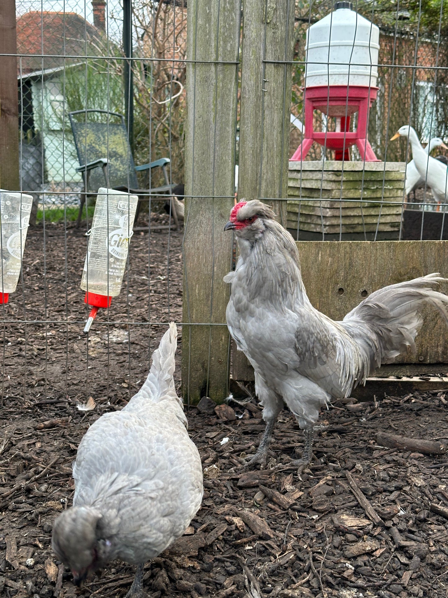 Lavender/Lavender cuckoo Araucana bantam hatching eggs