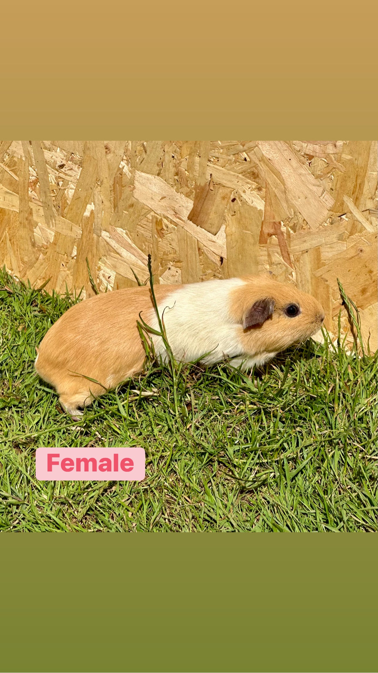 Female Guinea pigs