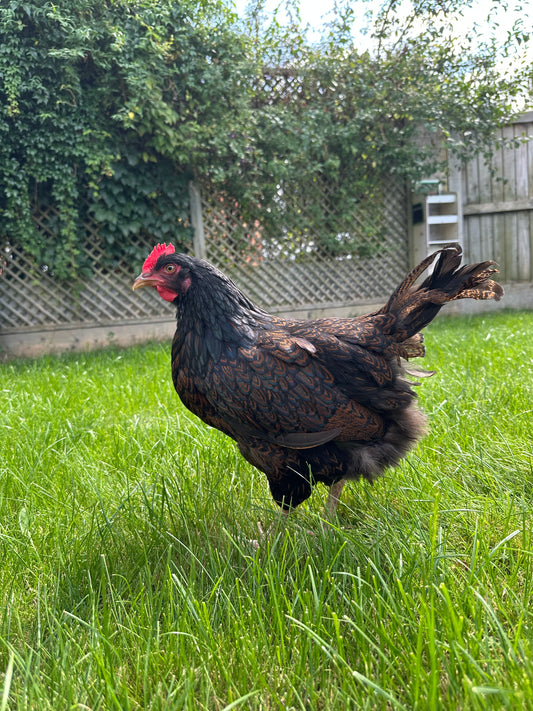 Gold Laced Barnevelder hen