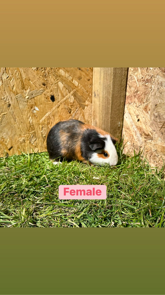 Guinea pigs