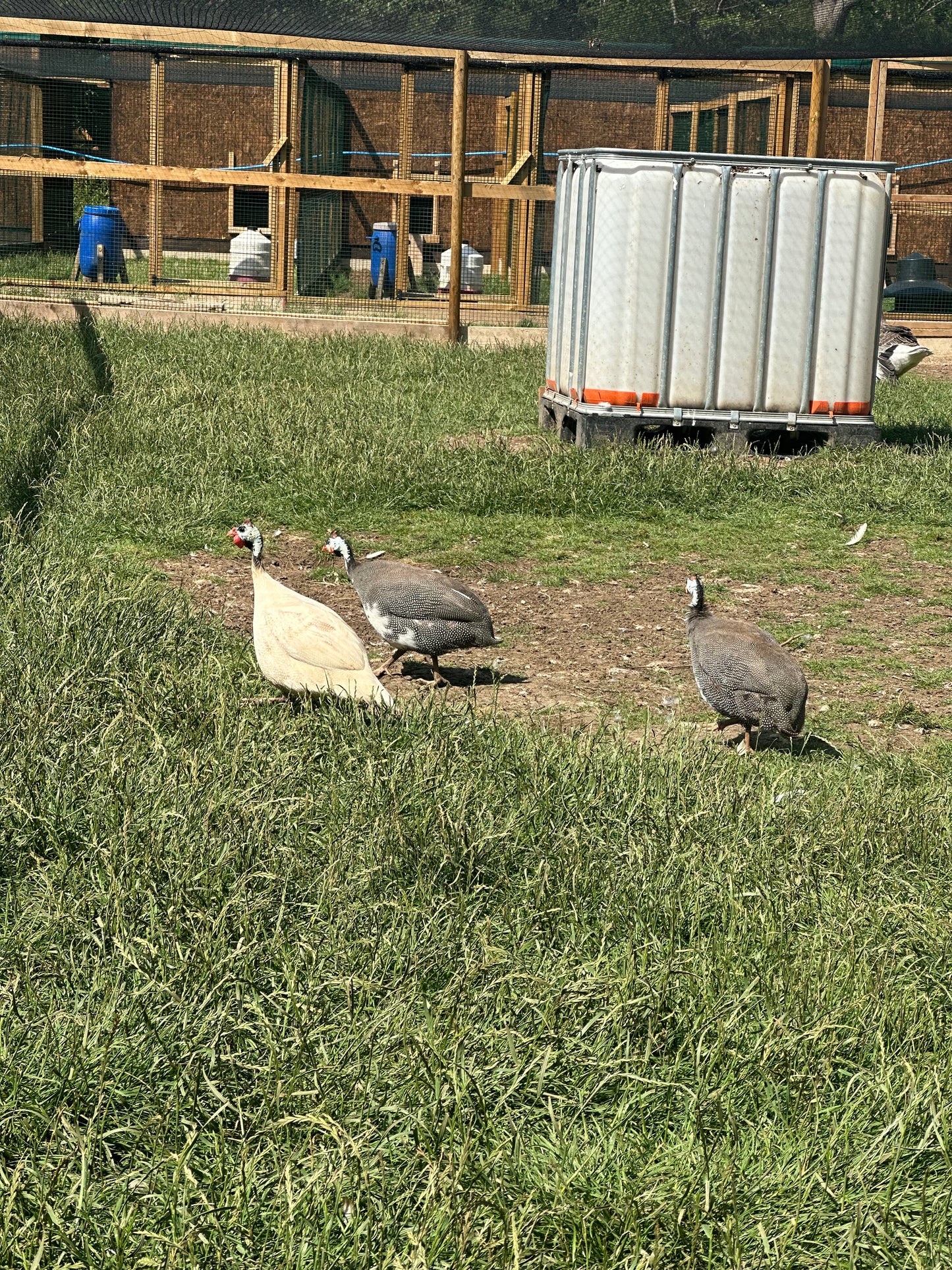 Guinea fowl hatching eggs