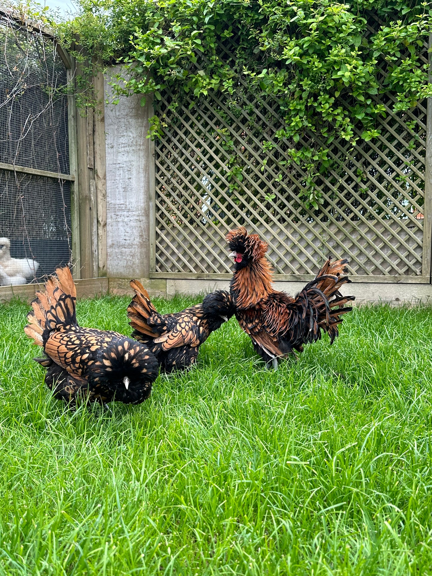 Gold laced polish frizzle bantam hatching eggs x 6