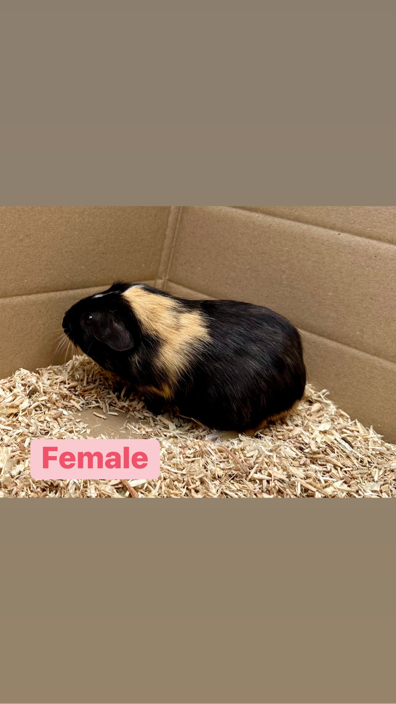 Female Guinea pigs