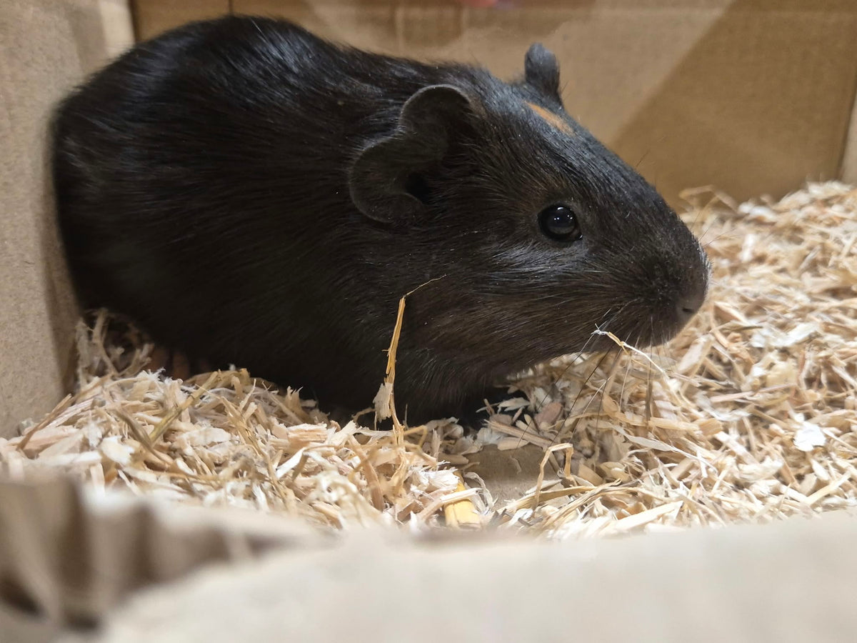 Female Guinea pigs