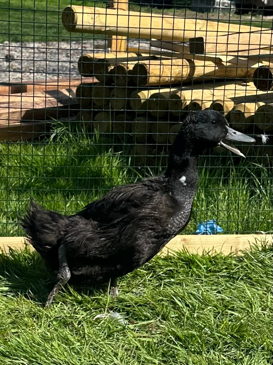Point of lay Ducks