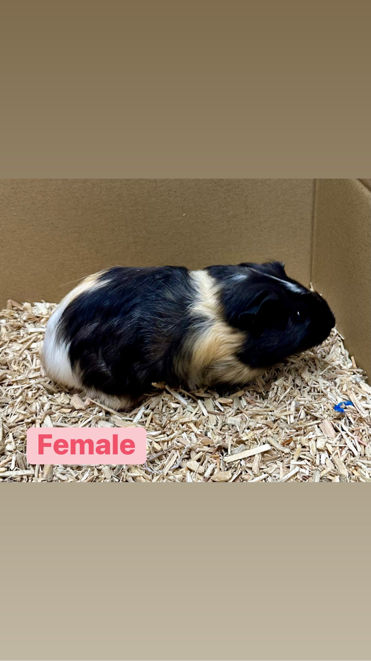 Female Guinea pigs