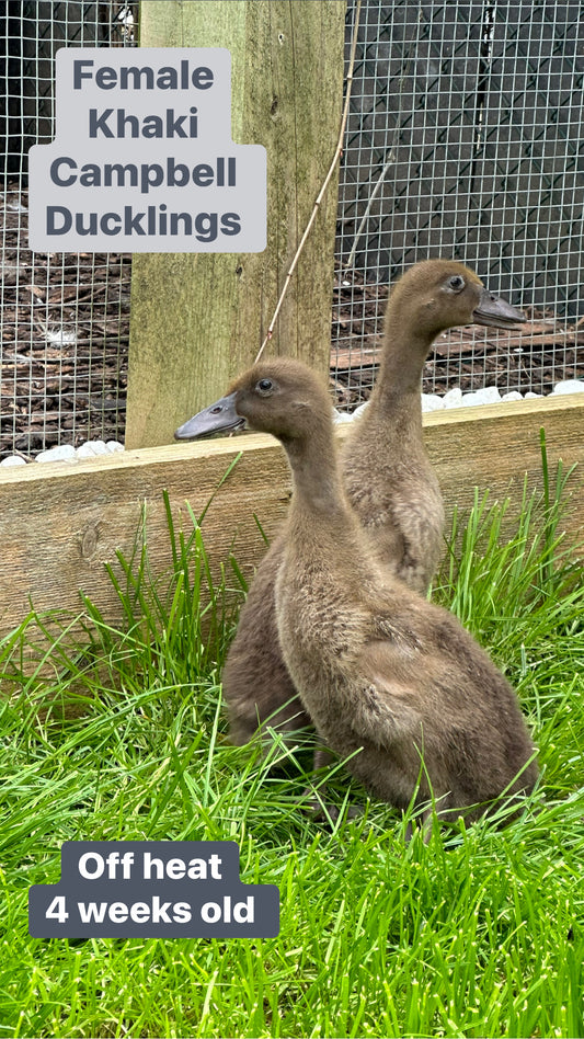 Female Khaki Campbell ducks