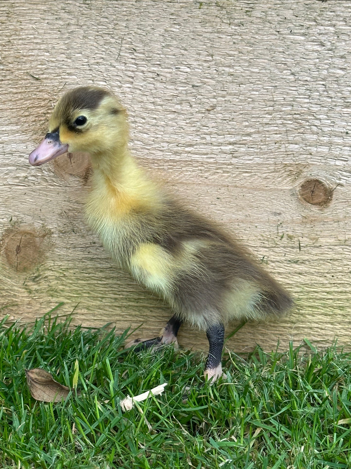 Female Indian runner ducklings