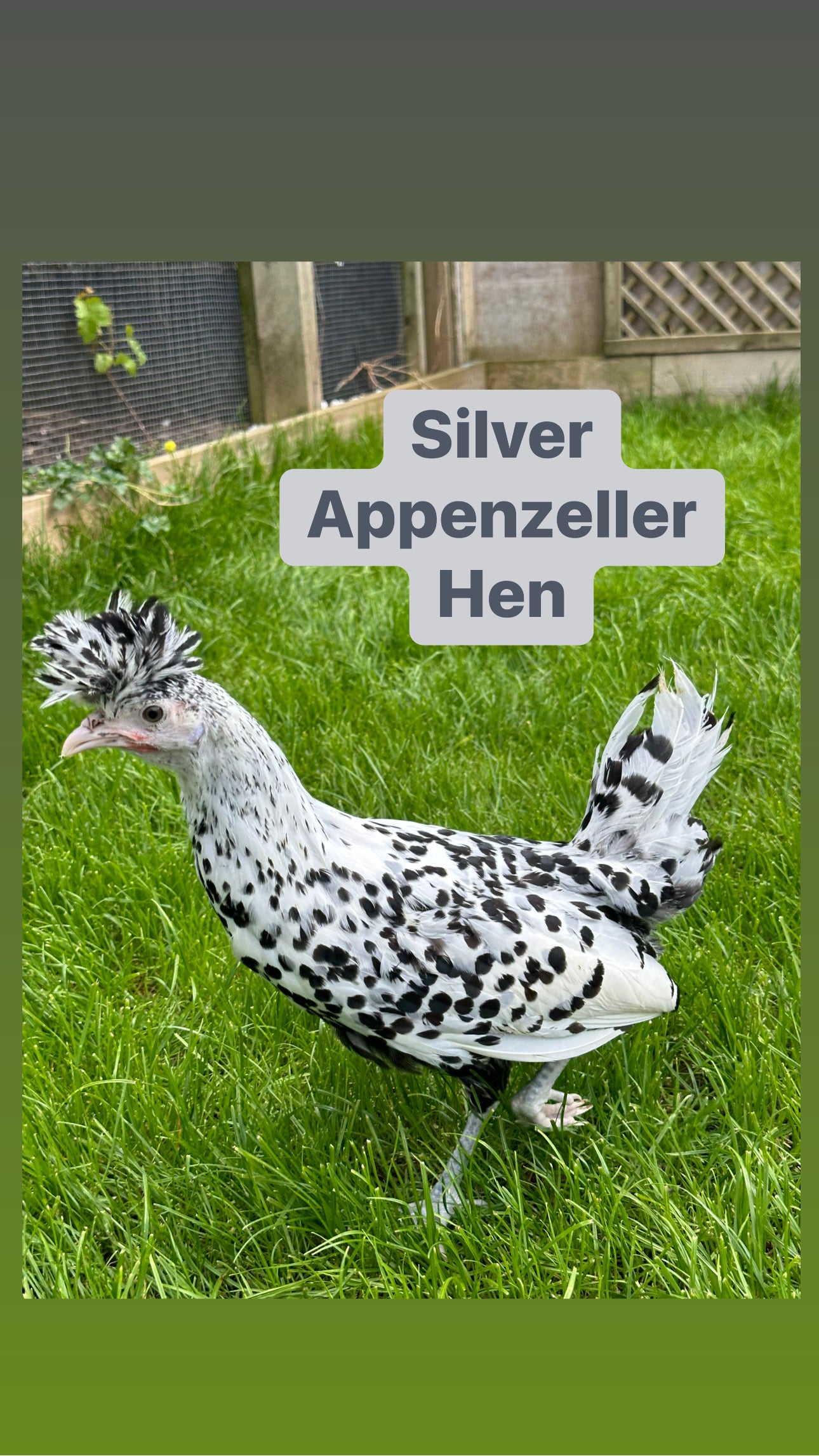 Gold/Silver spangled Appenzeller hatching eggs